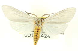 Image of <i>Euchaetes helena</i>