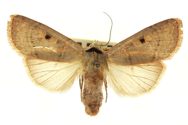 Imagem de <i>Dichagyris pyrsogramma</i>