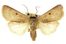 Imagem de <i>Dichagyris pyrsogramma</i>