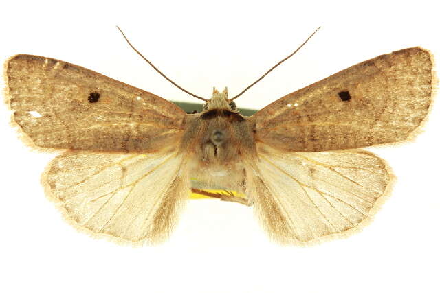 Imagem de <i>Dichagyris pyrsogramma</i>