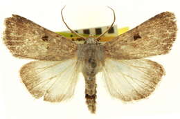 Image of <i>Feltia austrina</i>