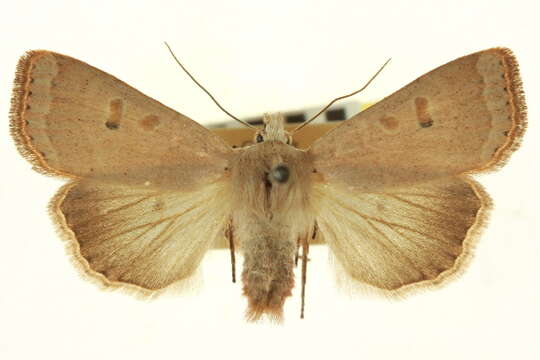 Image of Abagrotis kirkwoodi Buckett 1968