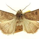 صورة Abagrotis alcandola Smith 1908