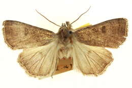 Image of Abagrotis alcandola Smith 1908