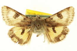 Image of <i>Heliothis australis</i>