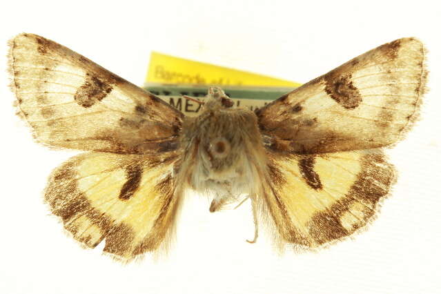 Image of <i>Heliothis australis</i>