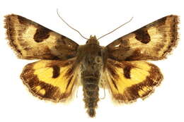 Image of <i>Heliothis australis</i>