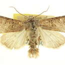 Image of Lacinipolia prognata McDunnough 1940