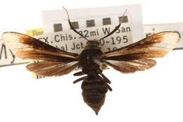 Image of Myrmecopsis strigosa (Druce 1884)