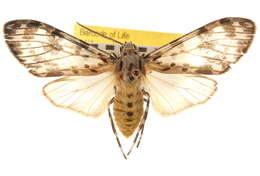 Image of Eucereon myrina Druce 1884