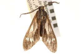 Image of Psilopleura vittata Walker 1864