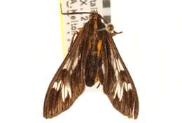 Image of Psilopleura Hampson 1898