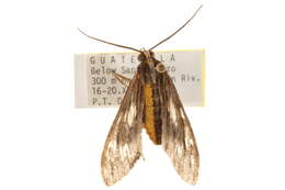 Image of Psilopleura vittata Walker 1864