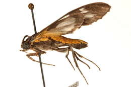 Image of Psilopleura Hampson 1898