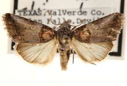 Image of Aleptina clinopetes Dyar 1920