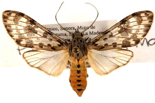 Image of Eucereon myrina Druce 1884