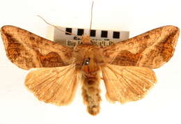 Image of Bean-leaf Skeletonizer Moth