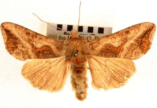 Image of Bean-leaf Skeletonizer Moth