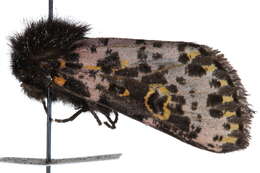 Image of Xanthopastis moctezuma