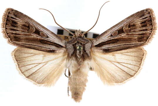 صورة <i>Agrotis striata</i>