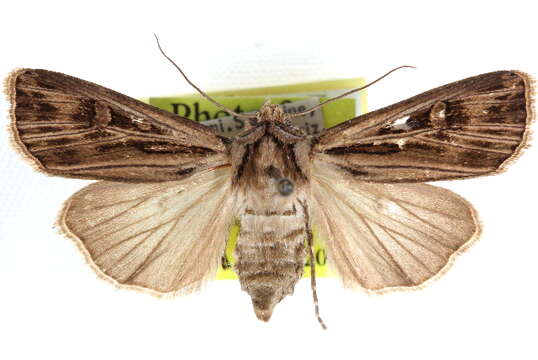 Image of <i>Agrotis striata</i>