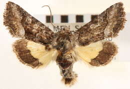 Image of Pseudanarta actura Smith 1908