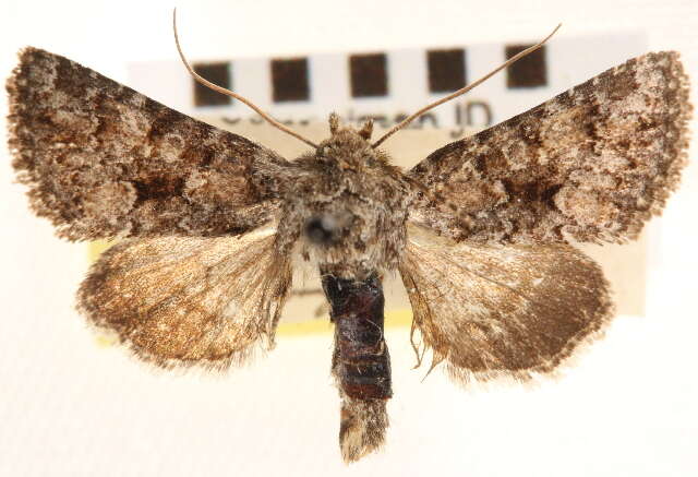 Image of Pseudanarta damnata Franclemont 1941