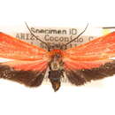 Image of <i>Lycomorpha regulus</i>