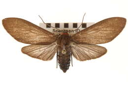 Image of Episcepsis inornata (Walker 1856)