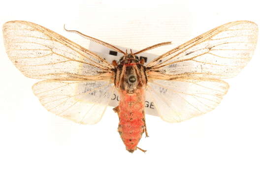 Image of Calidota laqueata Edwards 1887