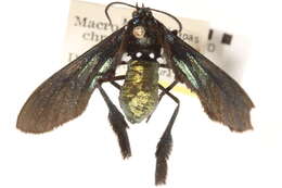 Image of Macrocneme chrysitis Guérin-Meneville 1843