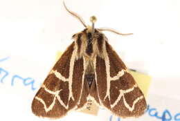 Image of <i>Grammia yavapai</i> Schmidt 2009