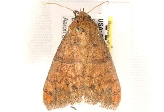 Image of Moth