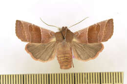 Image of Eupsilia fringata Barnes & McDunnough 1916