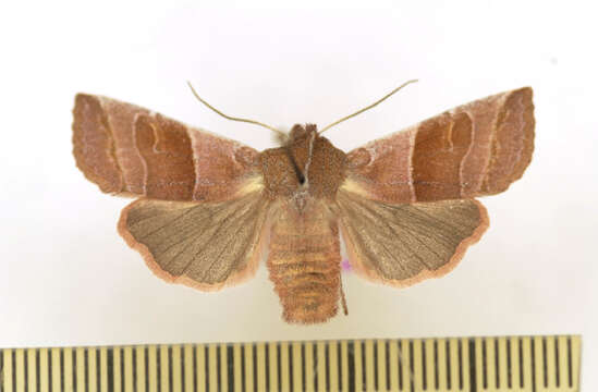 Image of Eupsilia fringata Barnes & McDunnough 1916