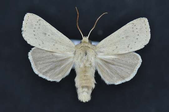 Image de Leucania inermis Forbes 1936