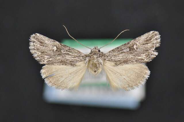 Image of <i>Sympistis ciliata</i> Smith 1900