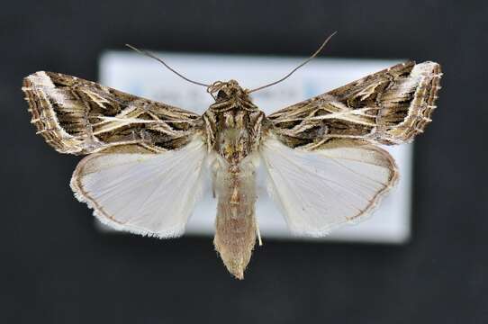 Image of Caribbean Armyworm Moth