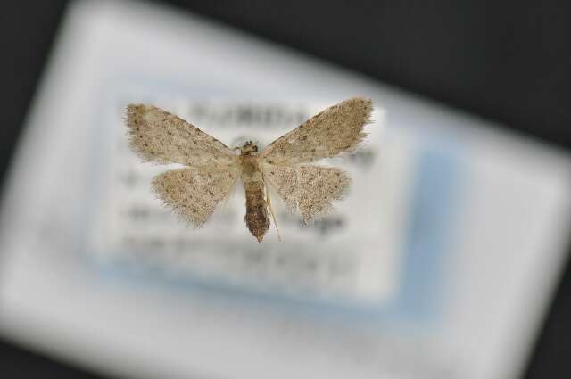 Image of Stippled Sigela Moth