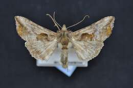 Image of Bean-leaf Skeletonizer Moth