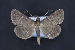 صورة Hypenula cacuminalis Walker 1858