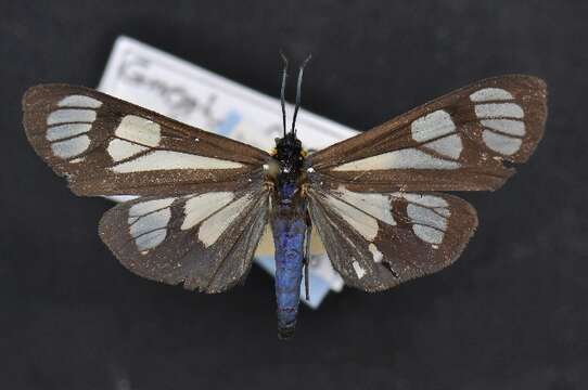 Слика од Gnophaela aequinoctialis Walker 1854