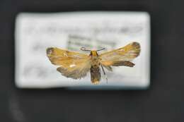 Image of Lichen moth