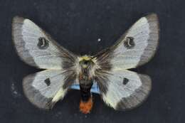 Image of Nevada Buckmoth