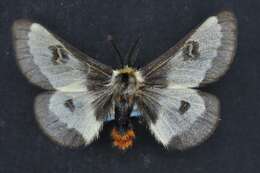 Image of Nevada Buckmoth