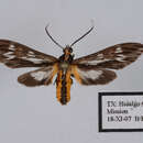 Image of Psilopleura polia Druce 1898