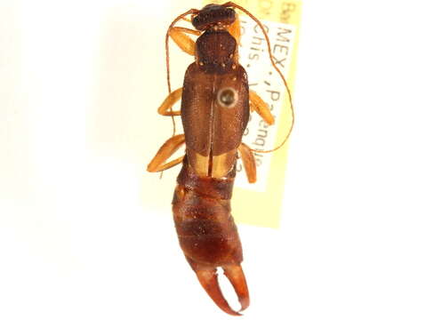 Image of Pygidicranoidea