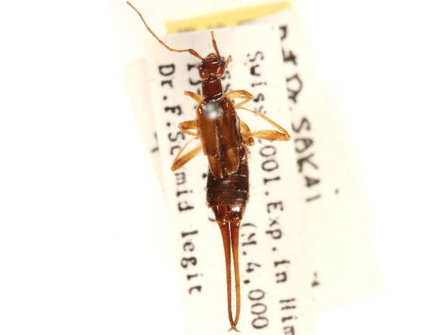 Image of Neodermaptera