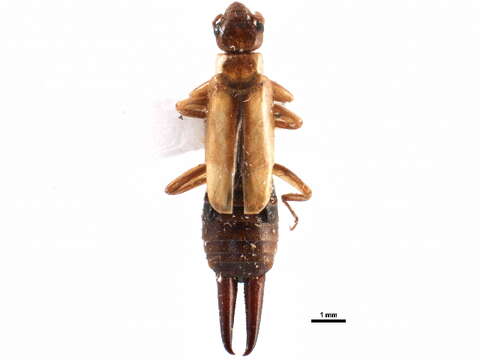 Image of Forficulinae