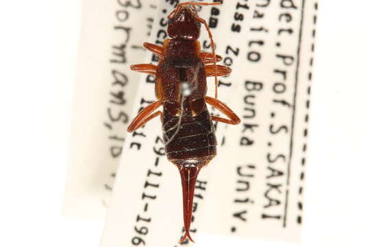 Image of Opisthocosmiinae